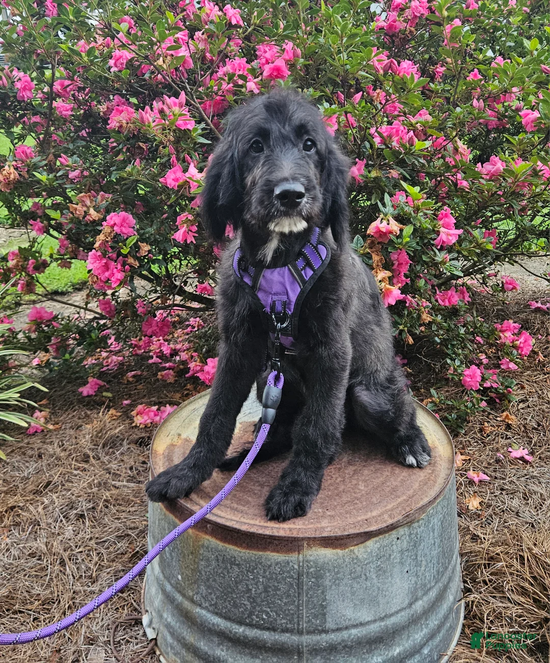 Goldendoodle dogs for sale: F1 BlackEyedPea - Ad 1