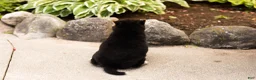 Shiba Inu dogs for sale: Max  - Ad 5