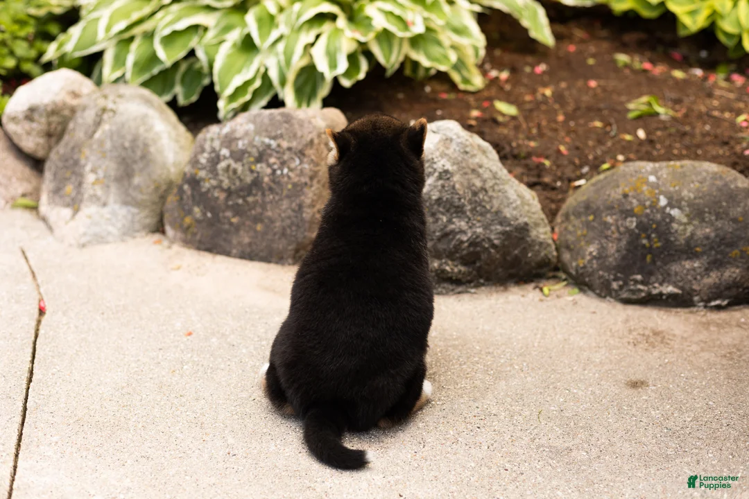 Shiba Inu dogs for sale: Max  - Ad 5