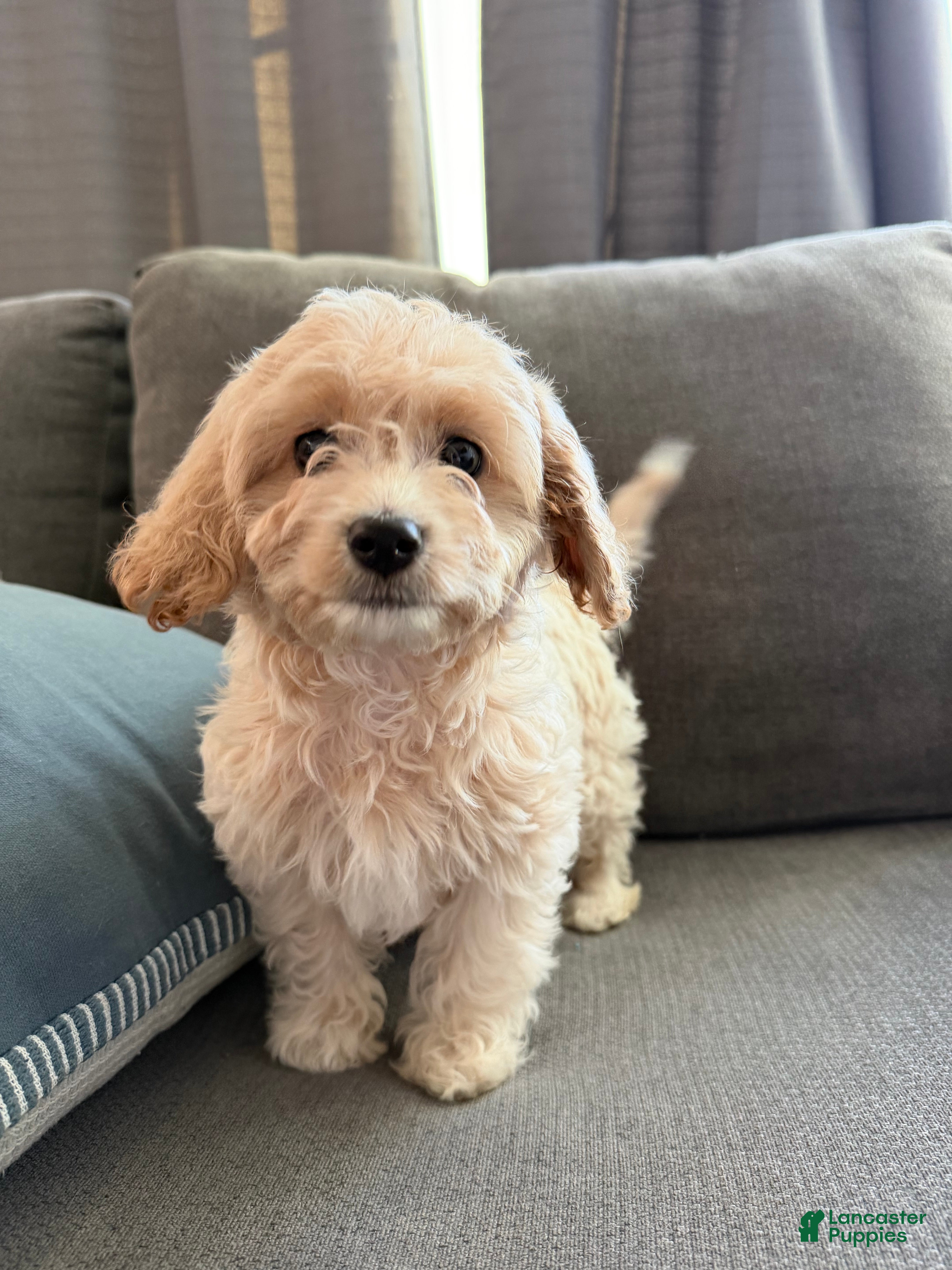 Cavapoo dogs Gizmo - Ad 6