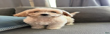 Gizmo