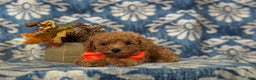 Toy Poodle dogs for sale: Vinny - Ad 5