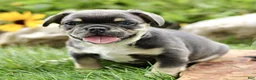 French Bulldog dogs for sale: Buddy  - Ad 3