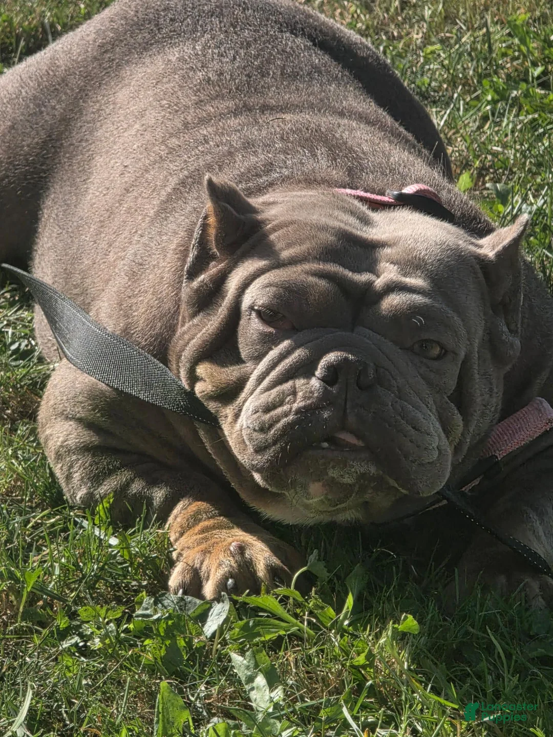 American Bully dogs for sale: American Bully 3 - Ad 4