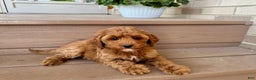 Cockapoo dogs for sale: Samantha - Ad 4