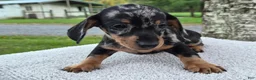 Miniature Dachshund dogs for sale: Peanut  - Ad 11