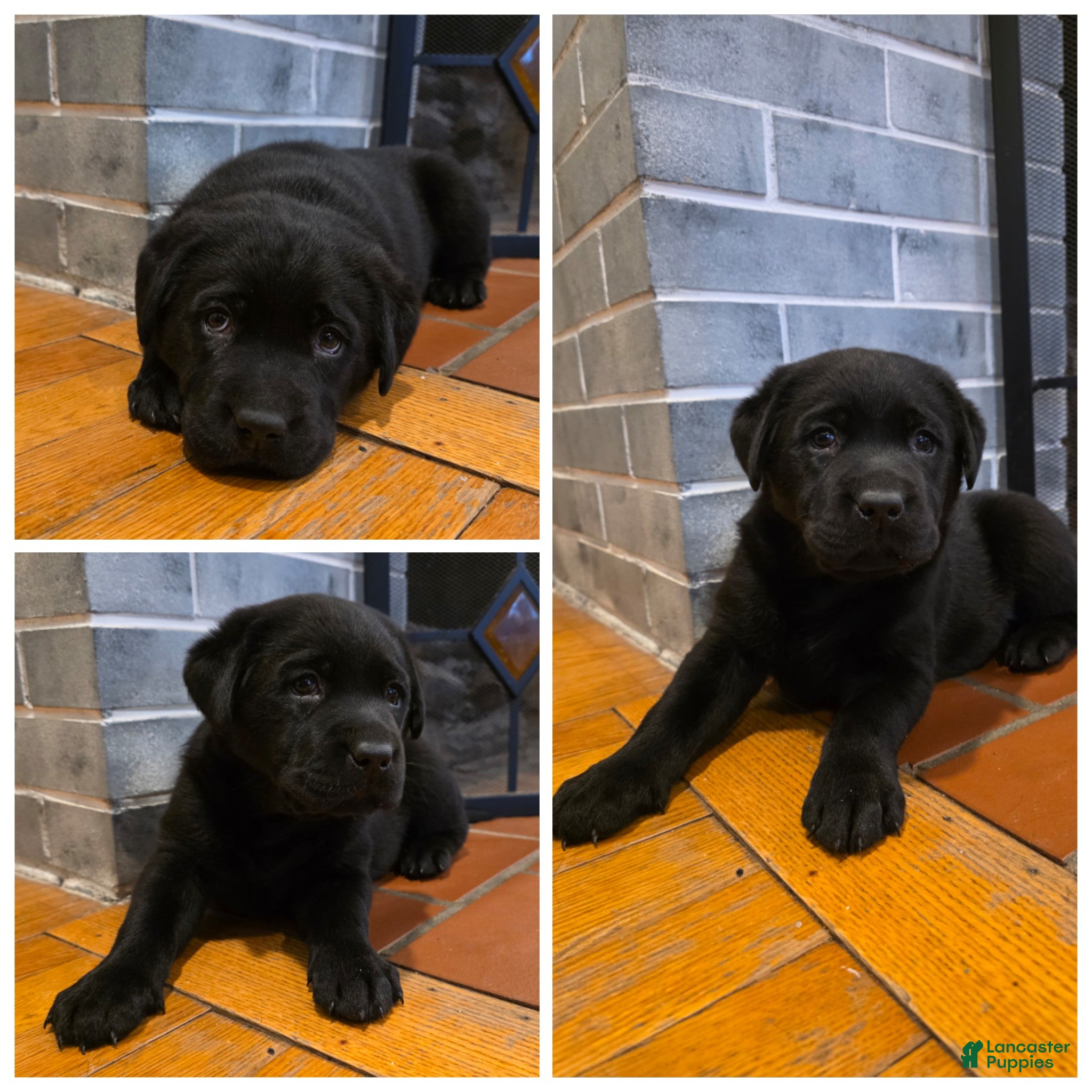 Labrador Retriever dogs Dancer - Ad 1