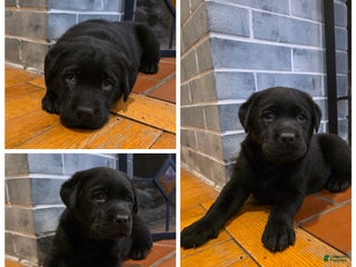 Labrador Retriever dogs Dancer - Ad 1