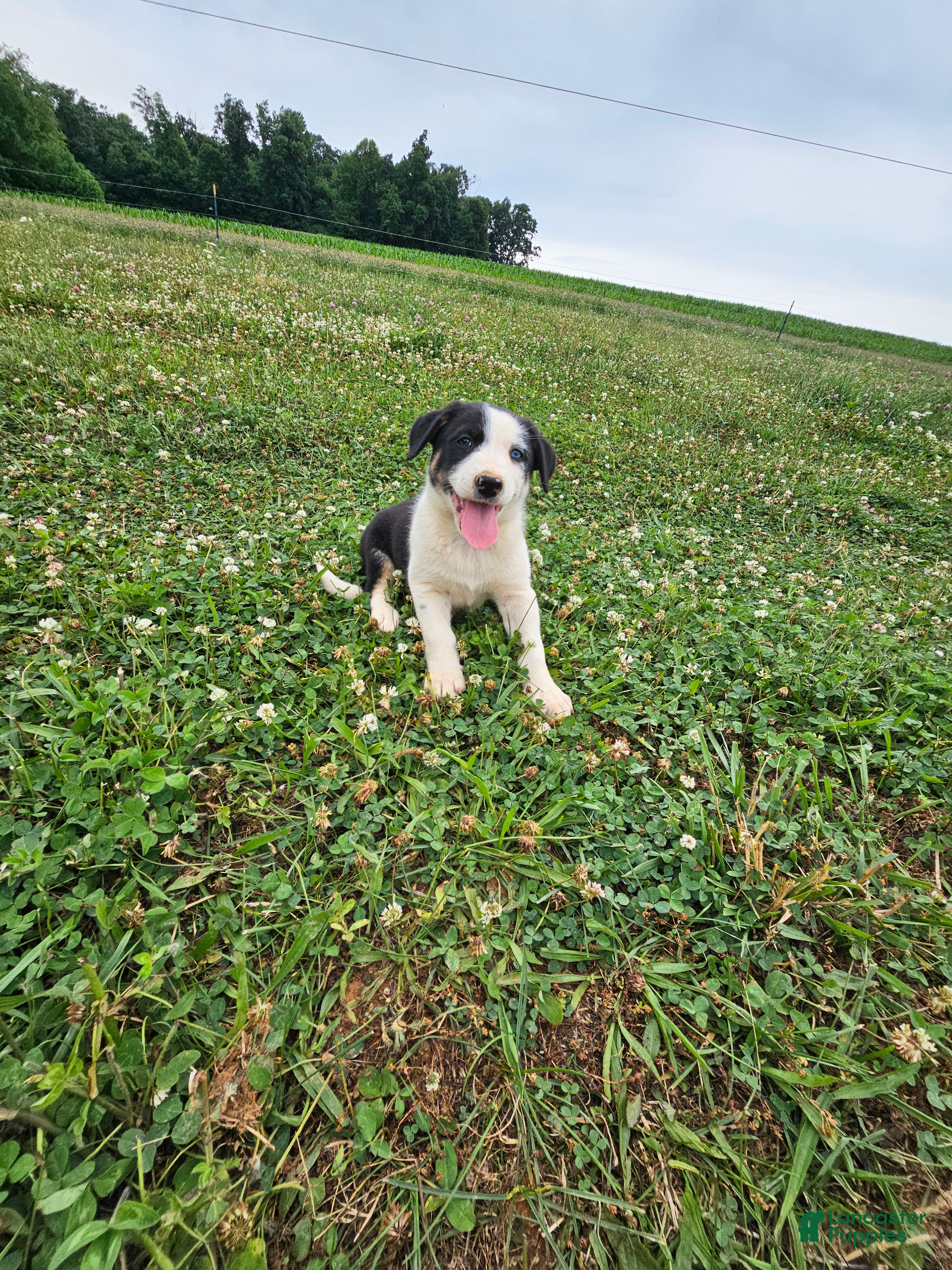 Border Collie dogs Julia  - Ad 1