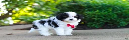 Cavapoo dogs for sale: Leo - Ad 16