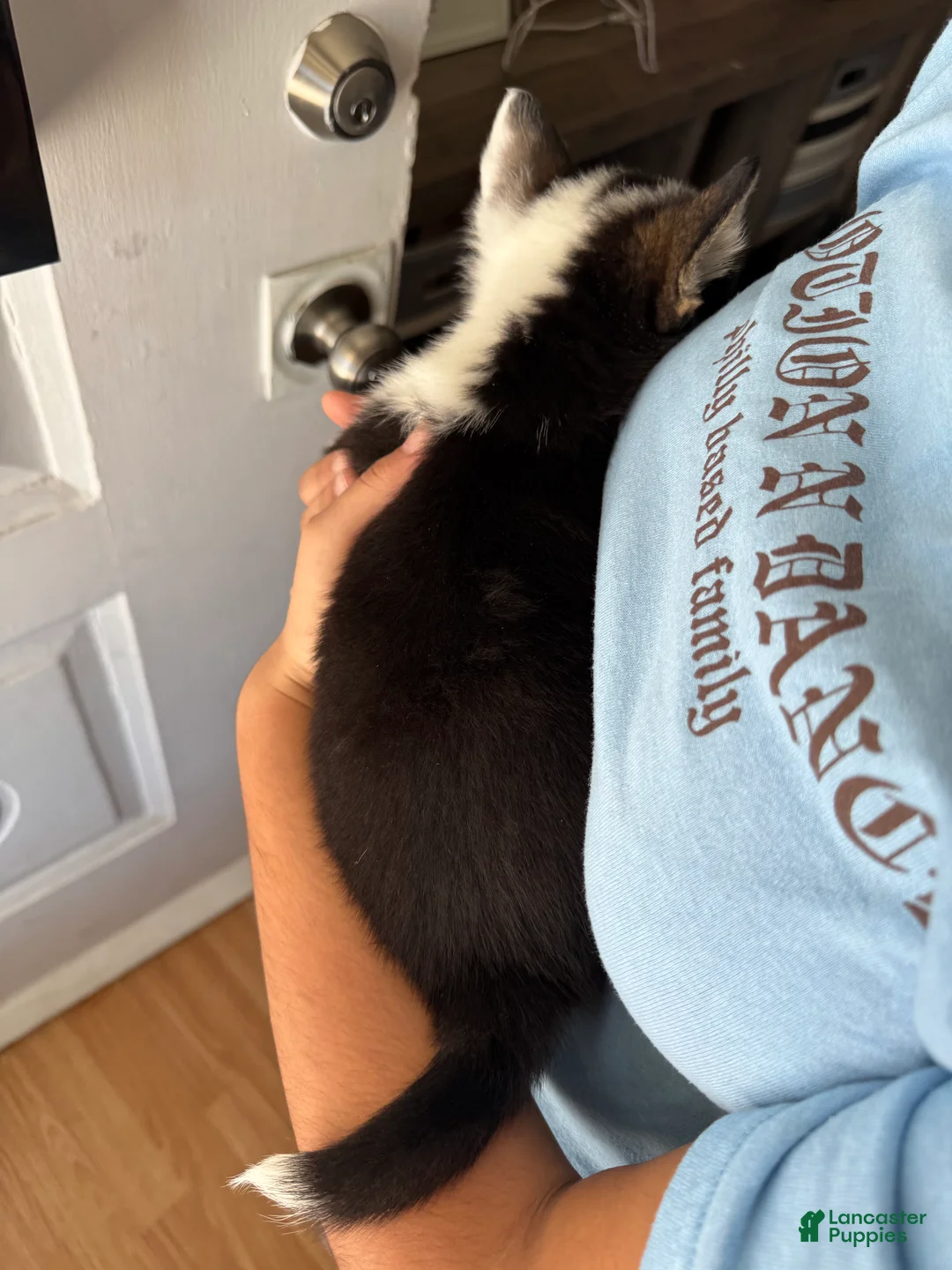 Welsh Corgi Pembroke dogs for sale: Scarlett - Ad 4