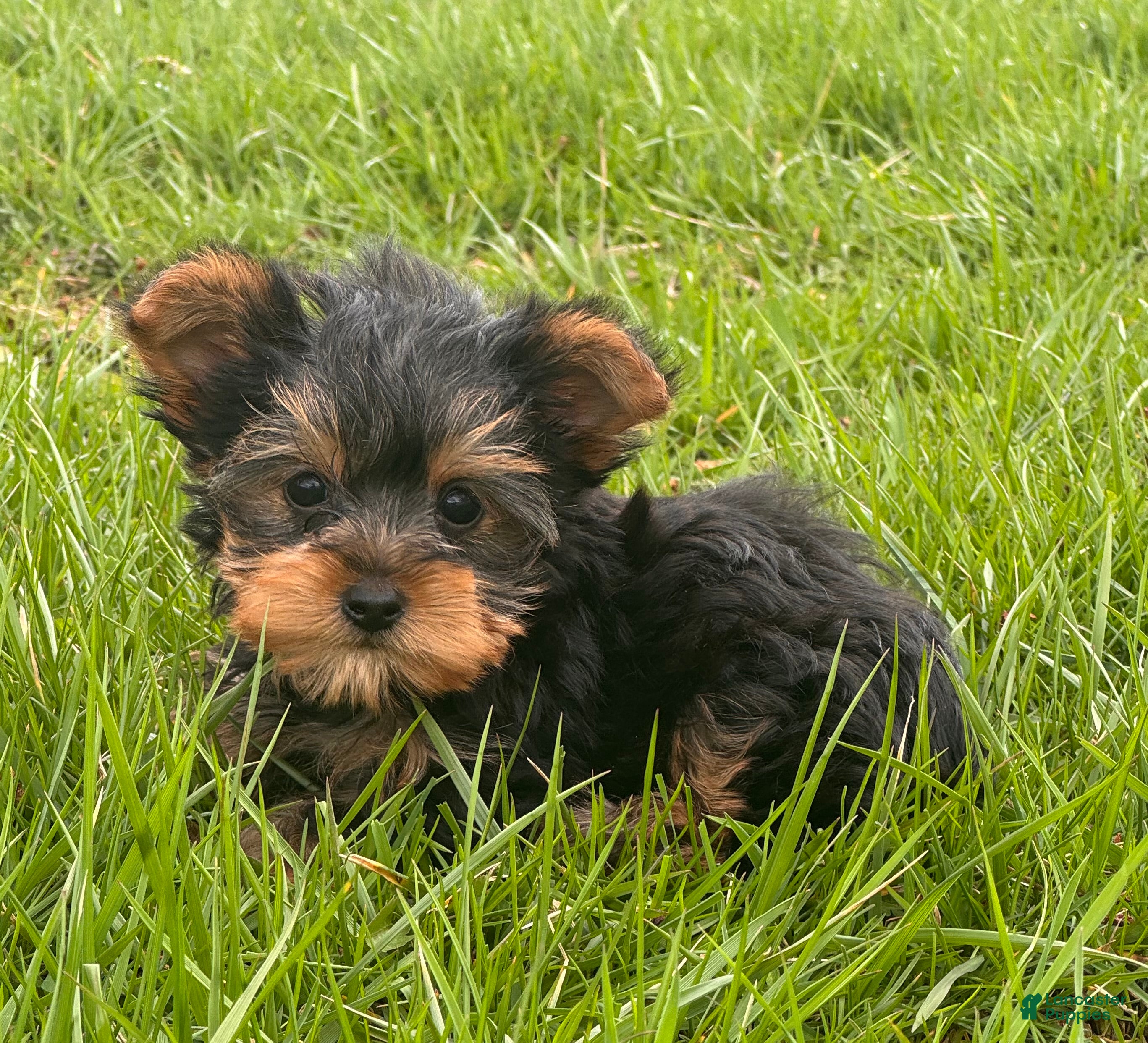 Yorkshire Terrier dogs Yola - Ad 10