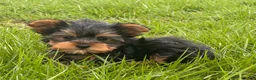 Yorkshire Terrier dogs for sale: Yola - Ad 1