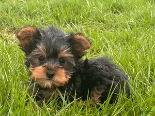 Yorkshire Terrier dogs Yola - Ad 10
