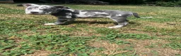 American Bully dogs for sale: DENALI - Ad 3