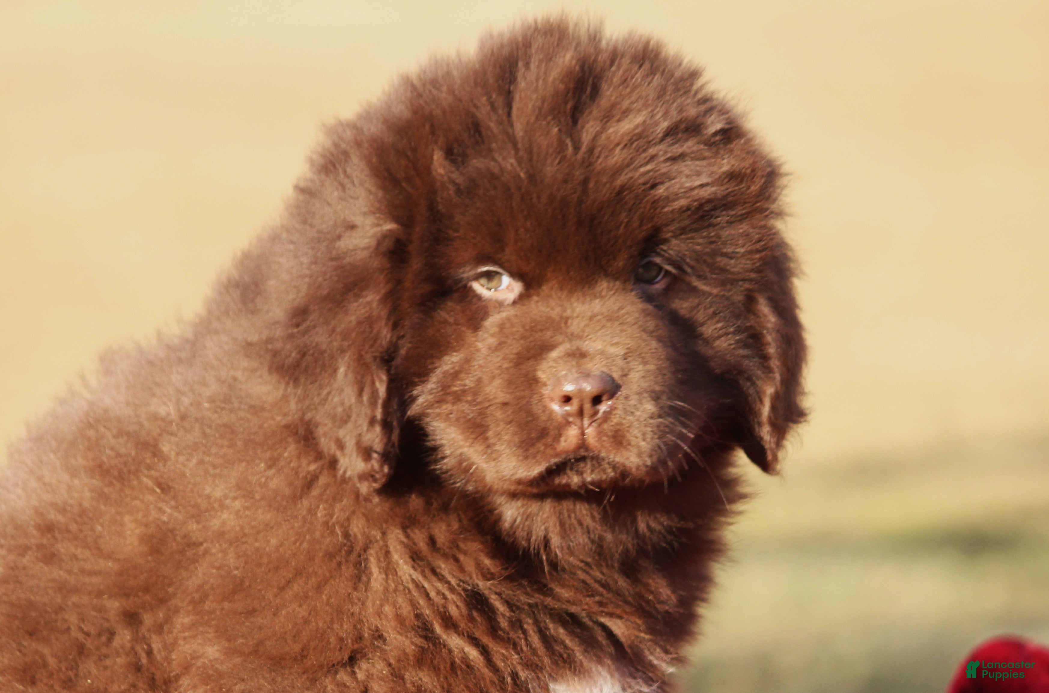 Newfoundland dogs Paisley - Ad 2
