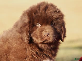 Newfoundland dogs Paisley - Ad 5