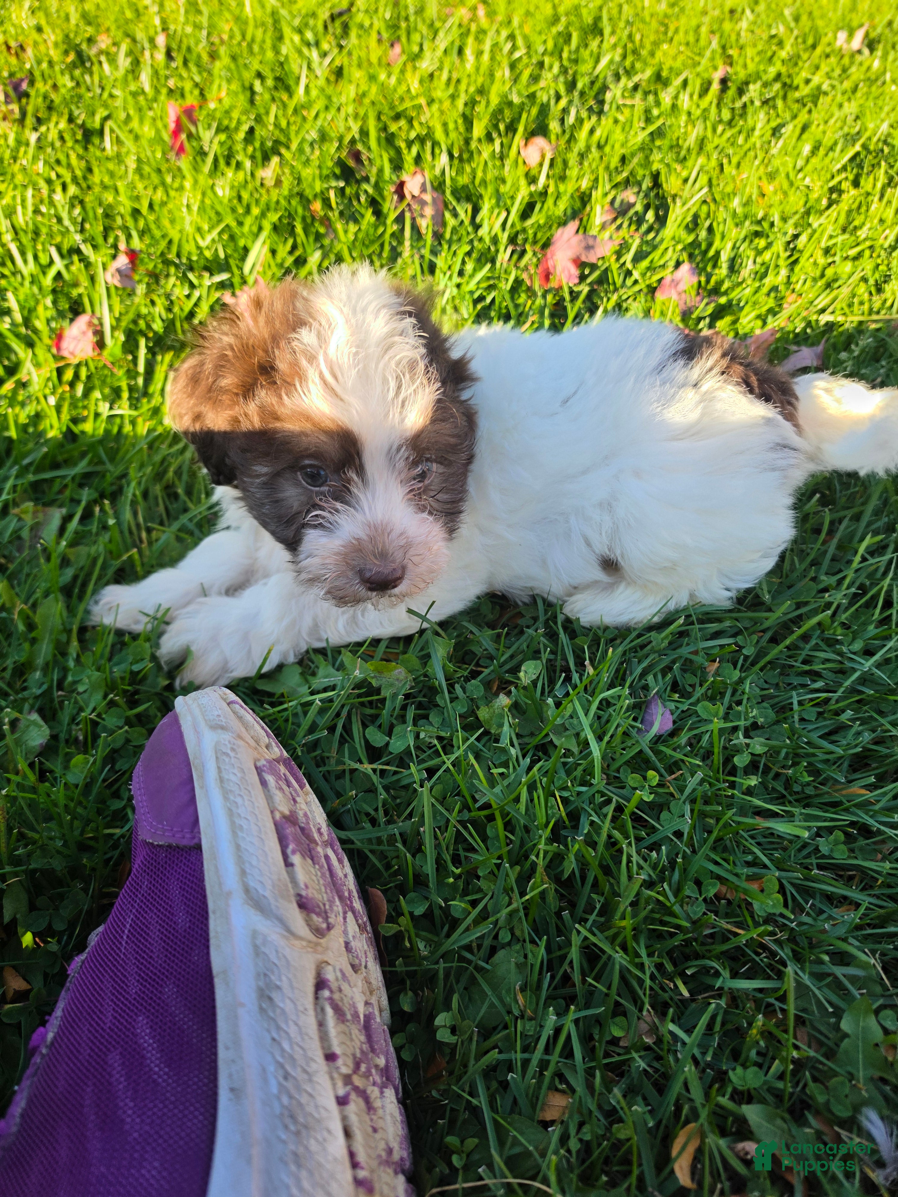 Havanese dogs for sale: Havanese 26105-02 (Male) - Ad 2