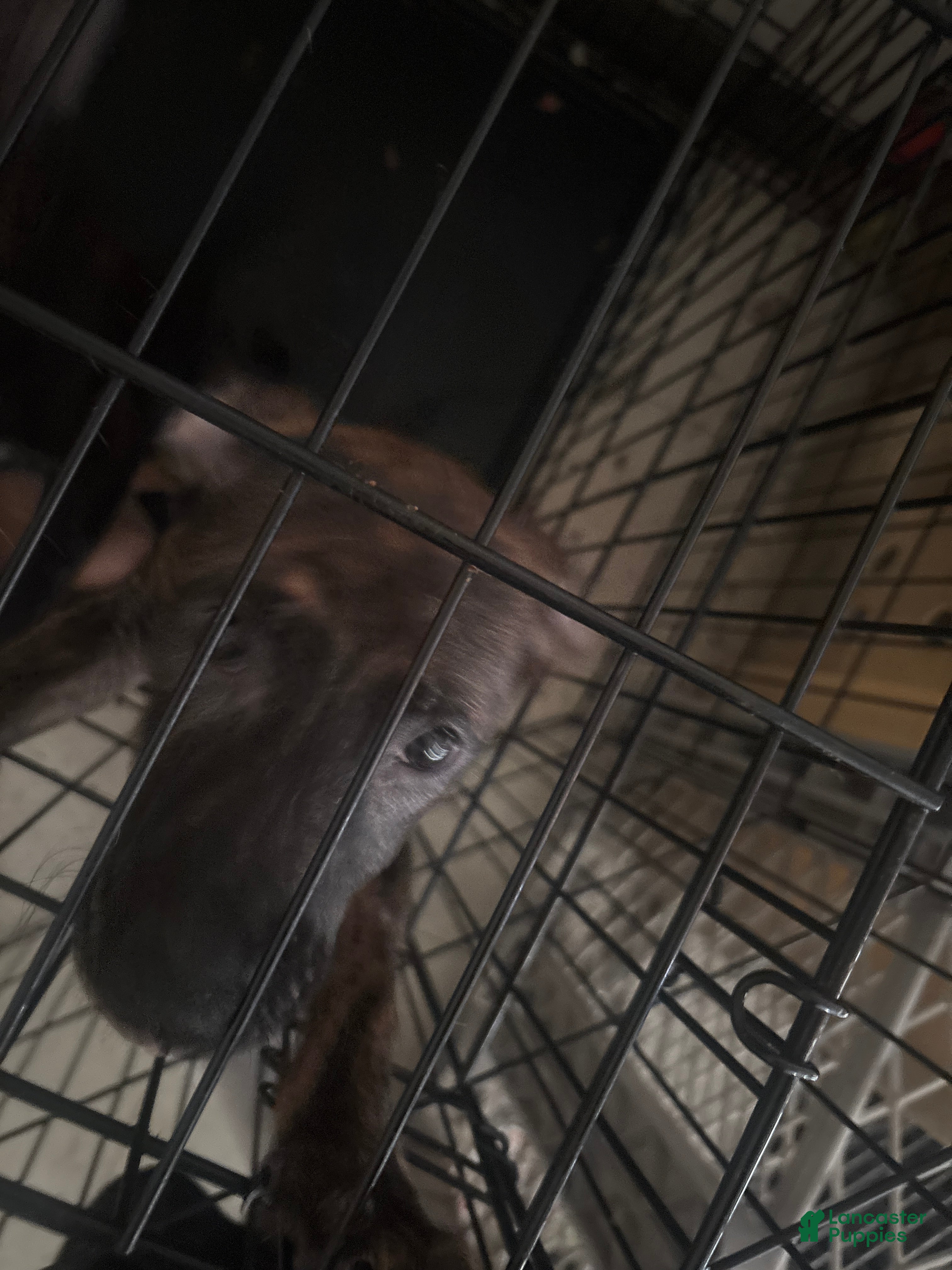 Mixed Breed dogs Mixed Breed 5 - Ad 17