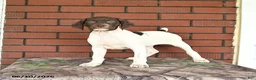 German Shorthaired Pointer dogs for sale: River - Ad 8