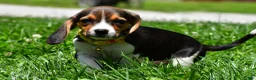Beagle dogs for sale: Veronica - Ad 12