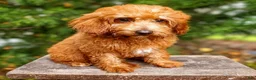 Mini Goldendoodle dogs for sale: Rosie - Ad 4