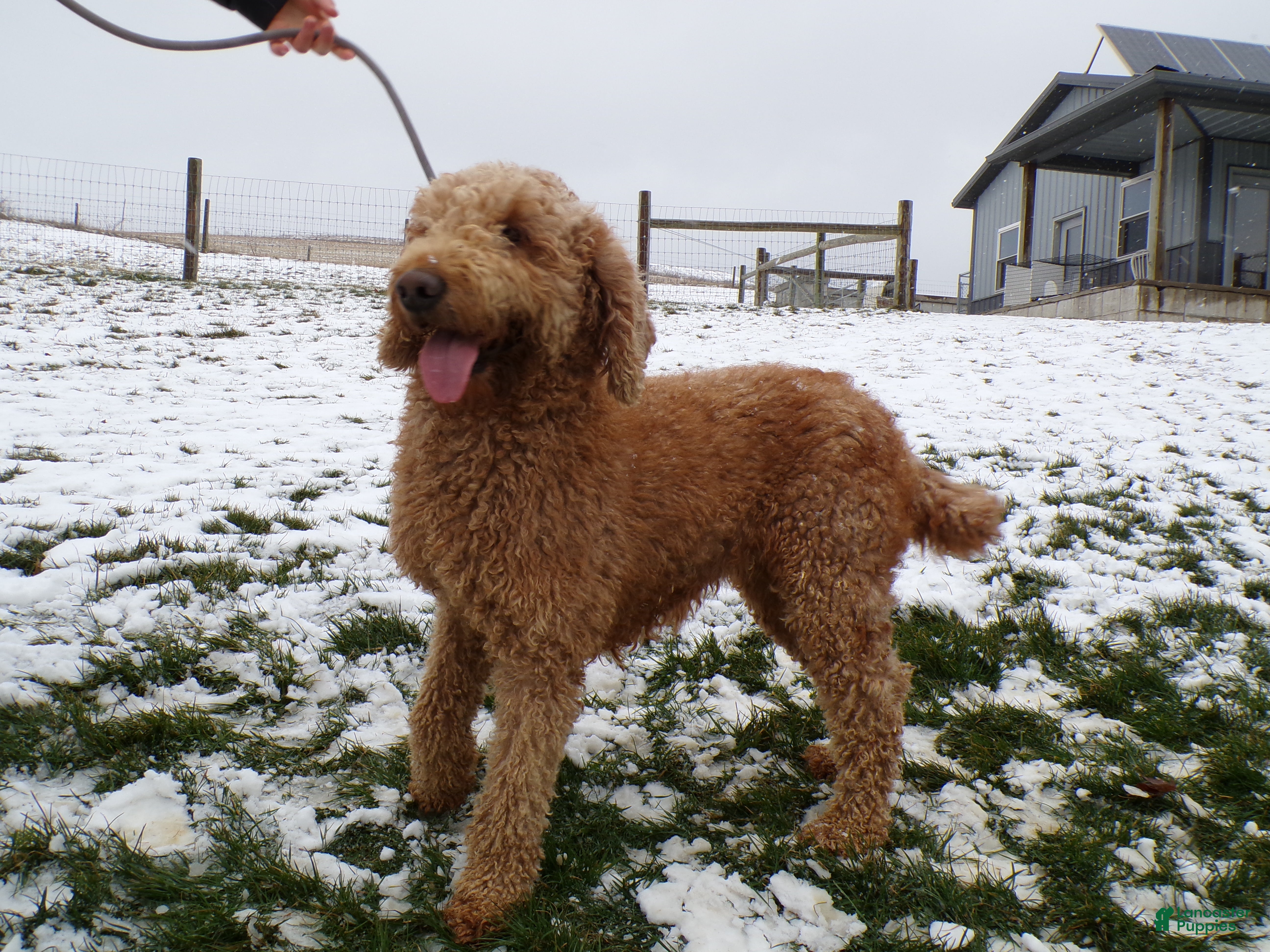 Goldendoodle dogs Goldendoodle Puppy 1 Lilac - Ad 16