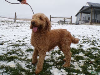 Goldendoodle dogs Goldendoodle Puppy 1 Lilac - Ad 16