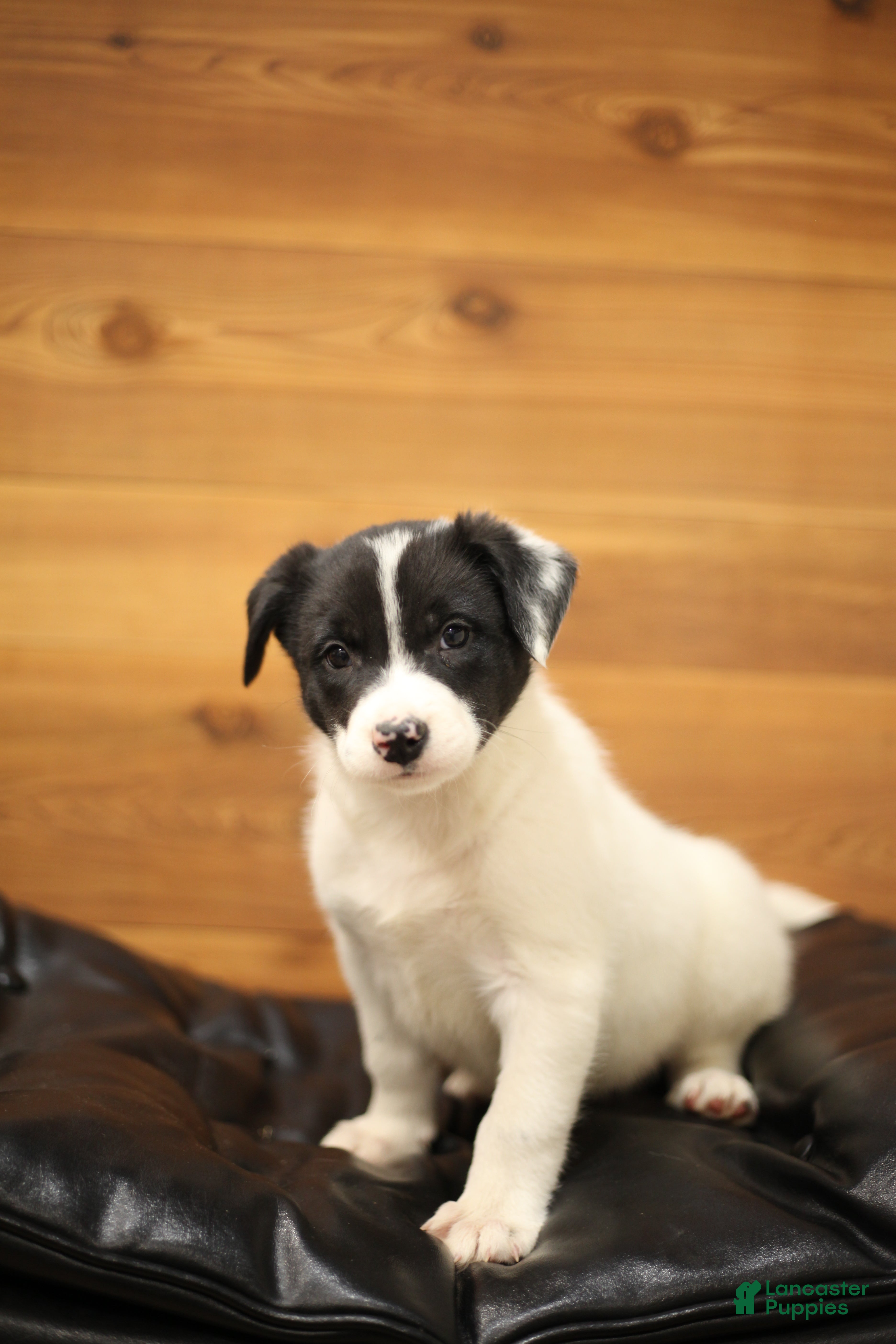 Border Collie dogs Skunk - Ad 29