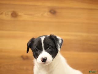 Border Collie dogs Skunk - Ad 33