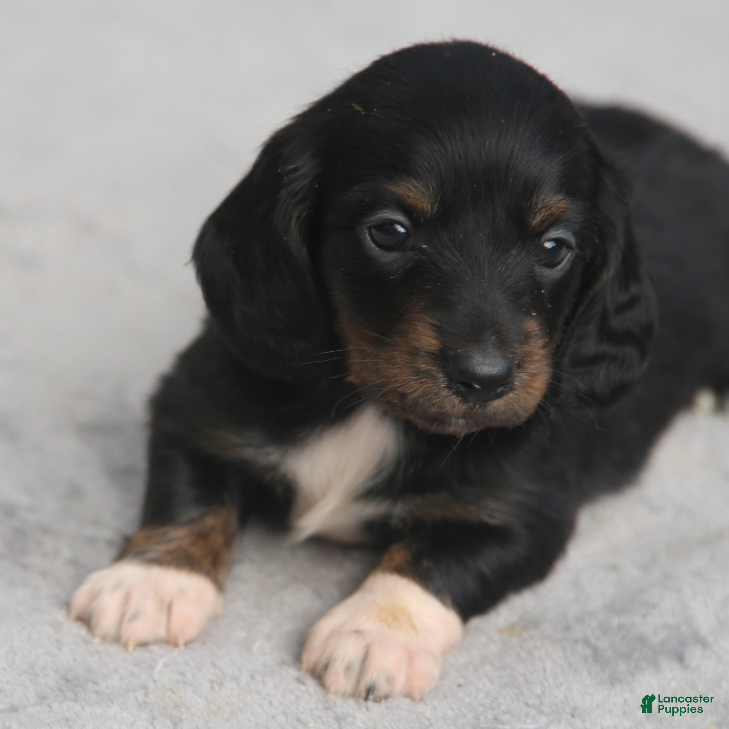Dachshund dogs for sale: Black and Tan Brindle Longhair  - Ad 1