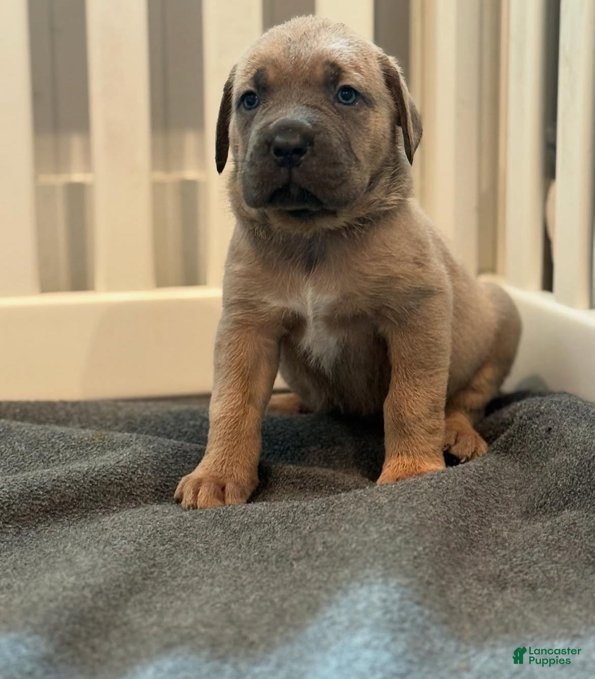 Cane Corso dogs Blue - Ad 2
