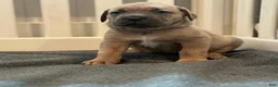 Cane Corso dogs for sale: Blue - Ad 2