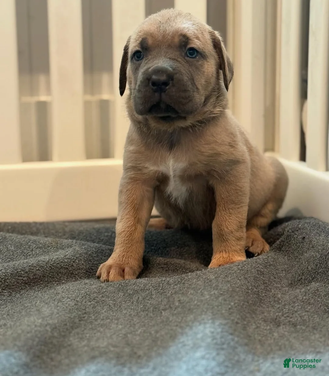 Cane Corso dogs for sale: Blue - Ad 2