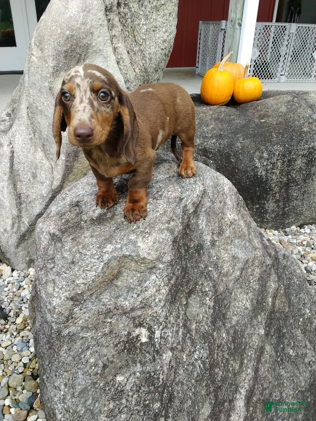 Miniature Dachshund dogs Max - Ad 1