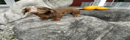 Miniature Dachshund dogs for sale: Max - Ad 1