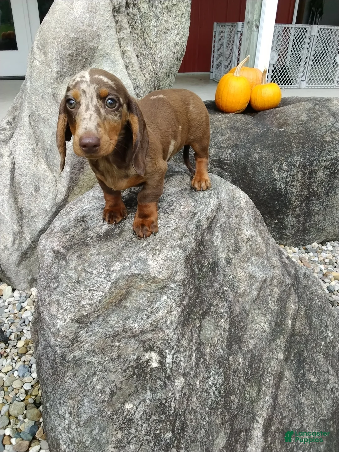 Miniature Dachshund dogs for sale: Max - Ad 1