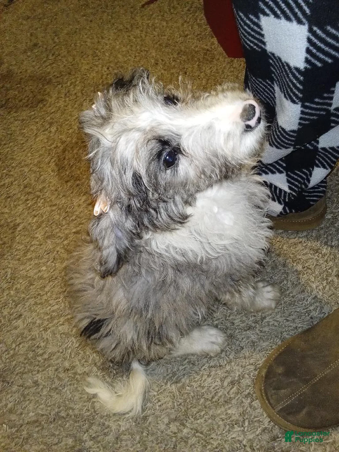Aussiedoodle dogs for sale: Aussiedoodle Puppy 4 - Ad 1