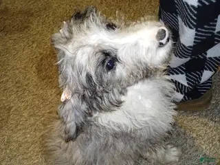 Aussiedoodle dogs Aussiedoodle Puppy 4 - Ad 27