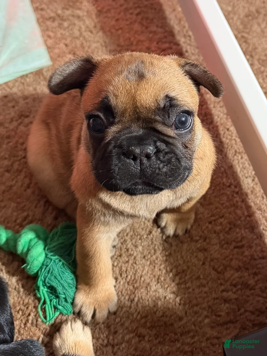 French Bulldog dogs for sale: French Bulldog Puppy 2 - Ad 1