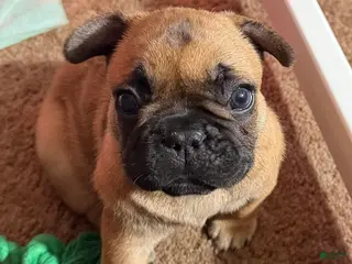 French Bulldog dogs for sale: French Bulldog Puppy 2 - Ad 2