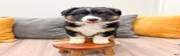 Australian Shepherd dogs for sale: Luna - Ad 2