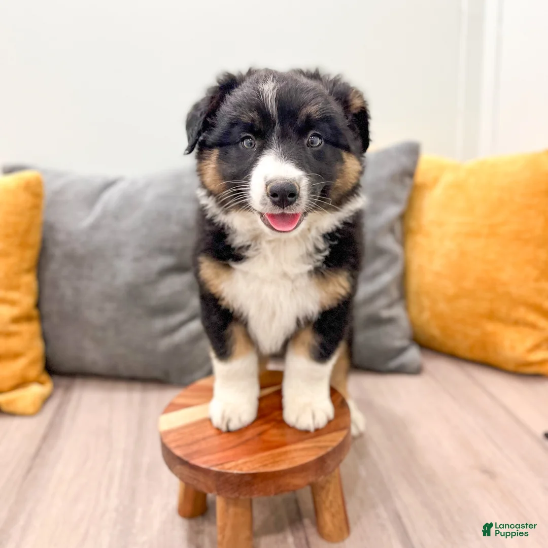 Australian Shepherd dogs for sale: Luna - Ad 2