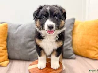 Australian Shepherd dogs for sale: Luna - Ad 2