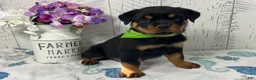 Rottweiler dogs for sale:  Alyssa - Ad 1
