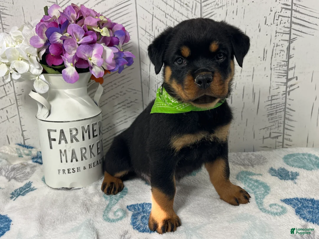 Rottweiler dogs for sale:  Alyssa - Ad 1