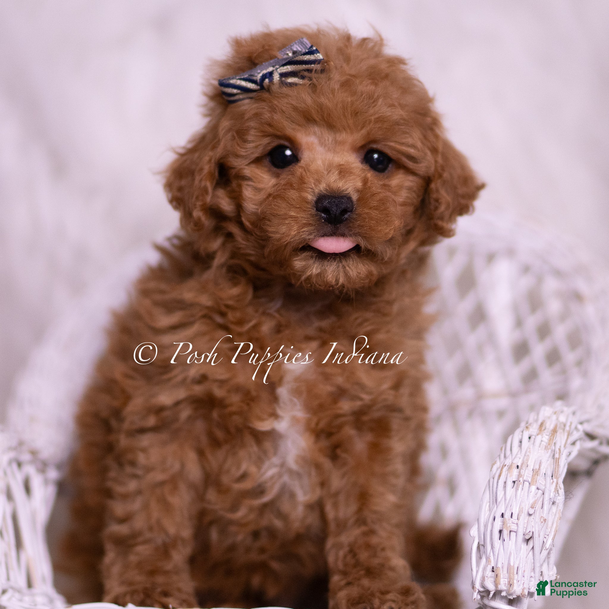 Maltipoo dogs Jace - Ad 9