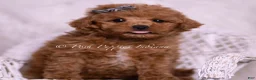 Maltipoo dogs for sale: Jace - Ad 6