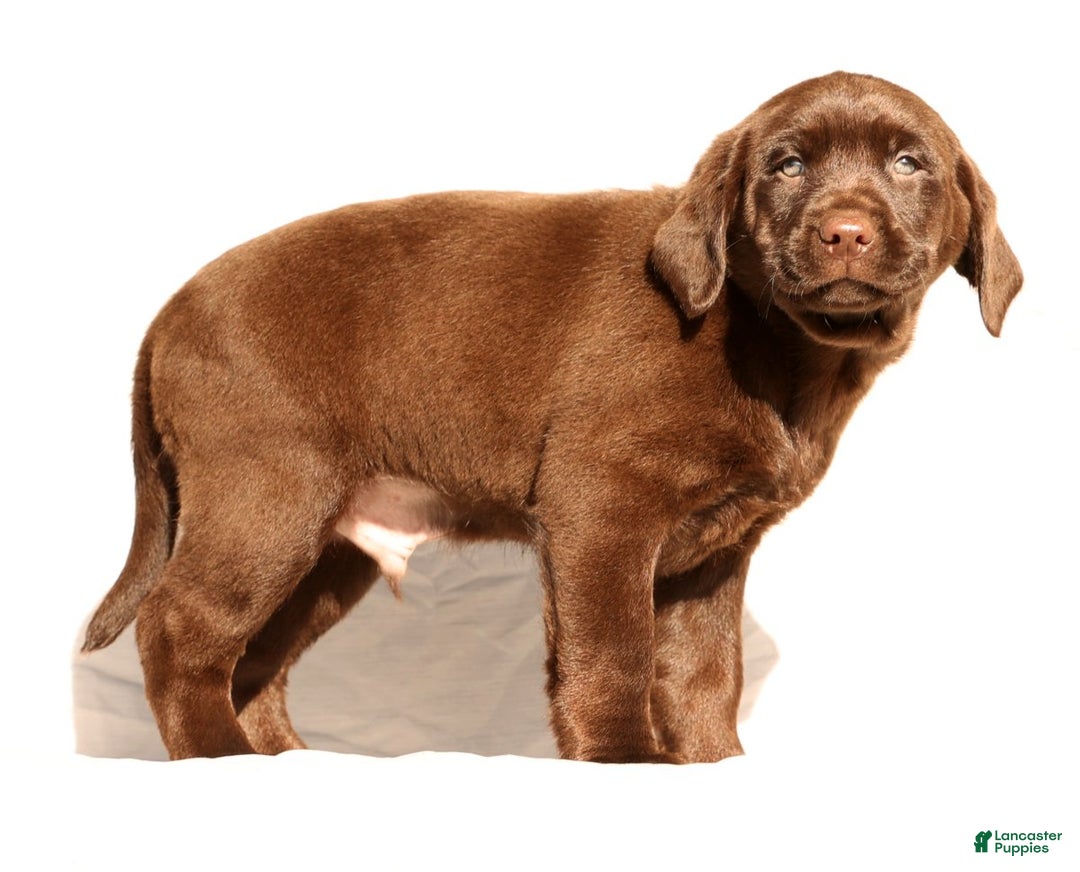 Labrador Retriever dogs for sale: Spice - Ad 4