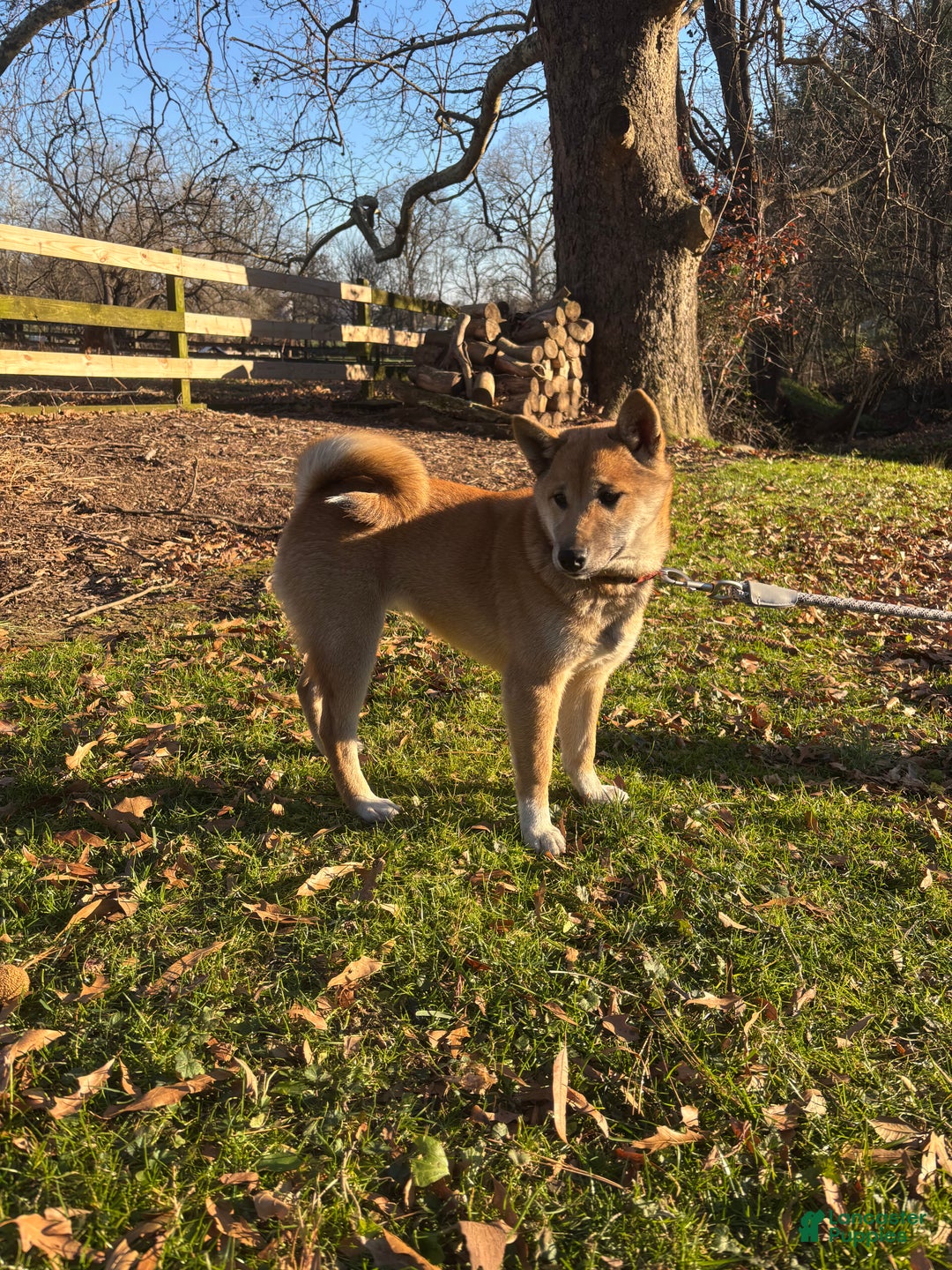 Shiba Inu dogs for sale: Amerika - Ad 4